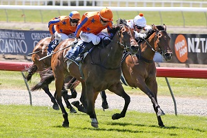 COSTA VIVA 1000 guineas